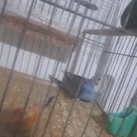 مرغ عشق