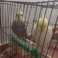 عروس هلندی نرو ماده