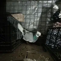 طوقی خوشگل|پرنده|خاش, |دیوار