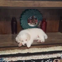 واگذاری توله اشپیتز|سگ|یزد, |دیوار