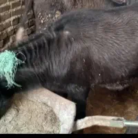 فروش گامیش ماده سالم