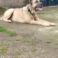 سگ سرابی درج یک