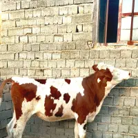 تلسیه مونت بلیارد