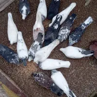 کبوتر های زیبا و سالم و مسابقه ای