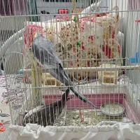 ی جفت عروس هلندی