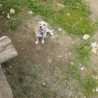 سگ ماده پاکوتاه