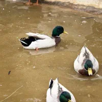 اردک کله سبز پروازی