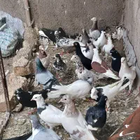 کبوتر پرشی