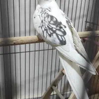طوطی عروس هلندی