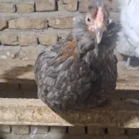 مرغ خروس گلین رسمی ،خروس قربانی مرغ کرچ