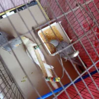 عروس هلندی نروماده سفید فنج|پرنده|اردبیل, |دیوار