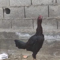 مرغ لاری|حیوانات مزرعه|سیمین شهر, |دیوار