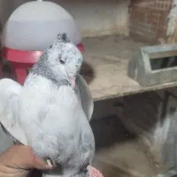 دم سبز ماده دو کاکله