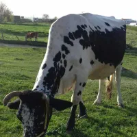 یک عددگاو دورگه با یک گوساله نر سمینتال هشت ماهه|حیوانات مزرعه|بلبان آباد, |دیوار