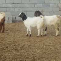 3عددتوقلی و3عددبزغاله ماده گوسفند|حیوانات مزرعه|گرگان, |دیوار