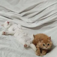 گربه پرشین|گربه|گرگان, |دیوار