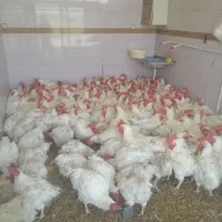 خروس گوشتی