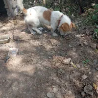 سگ شیتزو پا کوتاه وبا هوش