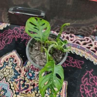 گل طبیعی|گل و گیاه طبیعی|دوگنبدان, |دیوار