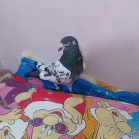 موبایل|پرنده|تهران, خلیج فارس|دیوار