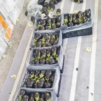 بادمجان رودان عمده|حراج|مریوان, |دیوار