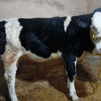 سلام گوساله سمینتال مونت بفروش میرسد