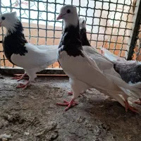 طوقی سرکه ای|پرنده|فلاورجان, |دیوار