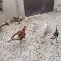 بوقلمون|حیوانات مزرعه|سرپل ذهاب, |دیوار