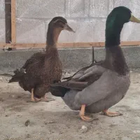 فروش مرغ و خروس گلپایگان و اردک محلی