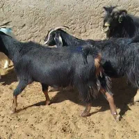 بز وکهره داشتی|حیوانات مزرعه|رحمت‌آباد, |دیوار