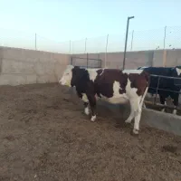 فروش دوراس تلیسه سمیینتال اصل|حیوانات مزرعه|نیشابور, ریوند|دیوار