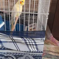 عروس هلندی|پرنده|بهار, |دیوار