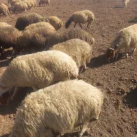 میش داشتی|حیوانات مزرعه|الشتر, |دیوار