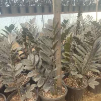 فروش زاموفیلیا