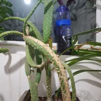 گل خانگی|گل و گیاه طبیعی|سهند, |دیوار