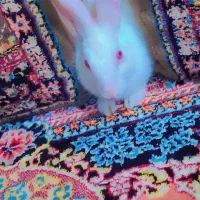 خرگوش
