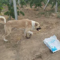 توله عراقی ۱۴ ماهه|سگ|نوشین شهر, |دیوار