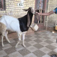 سه عدد بز نرمست گوش دراز ازنسلدوغلوزا|حیوانات مزرعه|خرمشهر, |دیوار