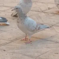 هفت‌رنگ خطی ماده