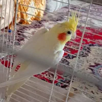 3000|پرنده|زهک, |دیوار