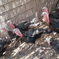 بوقلمون برنزه