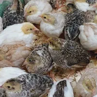 بلدرچین مینیاتوری