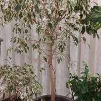 درختچه بنجامین ابلق (۱۴۰ سانتی متر)