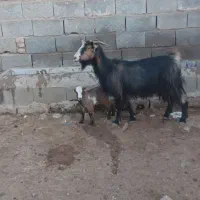 بز کهردار ۴تا
