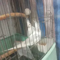 جفت عروس البینو|پرنده|رشت, جماران|دیوار