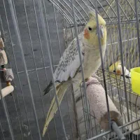 فروش و معاوضه عروس هلندی با قناری