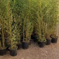 نی خیزاران ،بامبو خاکی