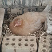 مرغ وخروس|حیوانات مزرعه|حمیدیه, |دیوار