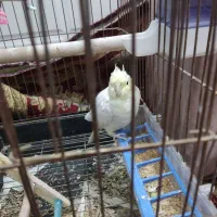 عروس هلندی|پرنده|مرودشت, کوشک|دیوار