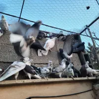 کبوتر اصیل تهرانی|پرنده|هشتگرد, تهران دشت|دیوار